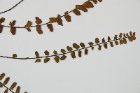 鐵角蕨藏品圖，第4張