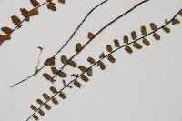 鐵角蕨藏品圖，第5張