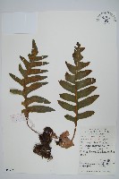 槲蕨藏品圖，第1張