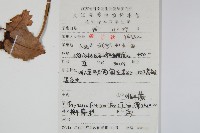 槲蕨藏品圖，第2張