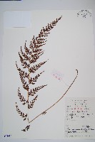 烏蕨藏品圖，第1張