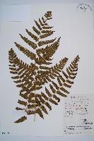 薄蓋短腸蕨藏品圖，第1張