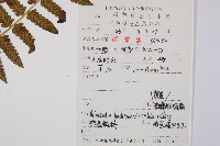 薄蓋短腸蕨藏品圖，第5張