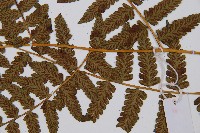 薄蓋短腸蕨藏品圖，第6張