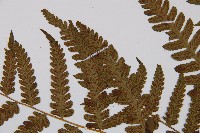 薄蓋短腸蕨藏品圖，第7張