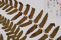 薄蓋短腸蕨藏品圖，第8張