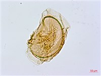 薄蓋短腸蕨藏品圖，第2張