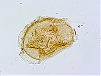 薄蓋短腸蕨藏品圖，第3張