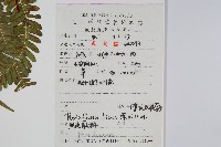 傅氏鳳尾蕨藏品圖，第2張