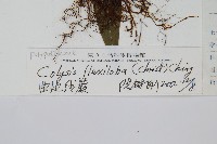 曲邊線蕨藏品圖，第2張