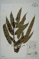 日本鳳丫蕨藏品圖，第1張