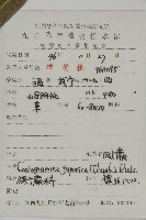 日本鳳丫蕨藏品圖，第2張