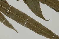 日本鳳丫蕨藏品圖，第3張