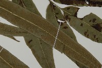 日本鳳丫蕨藏品圖，第4張