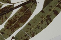 日本鳳丫蕨藏品圖，第5張