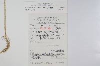 江南卷柏藏品圖，第2張