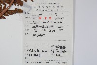 日本狗脊蕨藏品圖，第1張