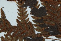 日本狗脊蕨藏品圖，第4張