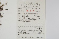 扭瓦葦藏品圖，第2張