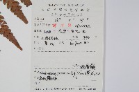 日本狗脊蕨藏品圖，第2張