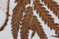 日本狗脊蕨藏品圖，第3張