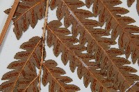 日本狗脊蕨藏品圖，第4張