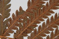 日本狗脊蕨藏品圖，第5張