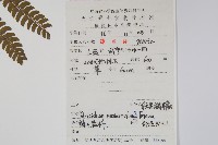 假黑鱗耳蕨藏品圖，第1張