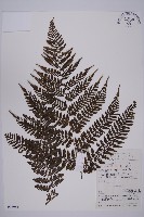 白鱗肋毛蕨藏品圖，第1張