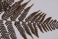 白鱗肋毛蕨藏品圖，第3張