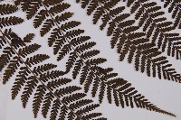 白鱗肋毛蕨藏品圖，第4張