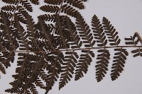 白鱗肋毛蕨藏品圖，第5張