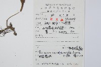 單葉雙蓋蕨藏品圖，第2張