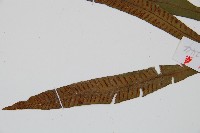 單葉雙蓋蕨藏品圖，第3張