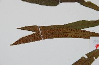 單葉雙蓋蕨藏品圖，第4張