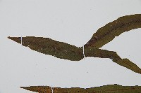 單葉雙蓋蕨藏品圖，第5張