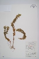 千層塔藏品圖，第1張