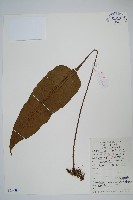 盾蕨藏品圖，第1張