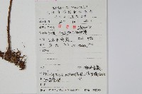 盾蕨藏品圖，第2張