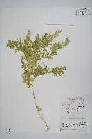 毛枝卷柏藏品圖，第1張