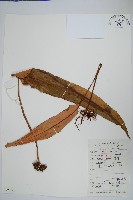 盧山石葦藏品圖，第1張