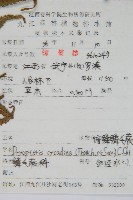 桫欏鱗毛蕨藏品圖，第2張