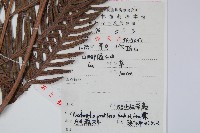 東方狗脊蕨藏品圖，第2張