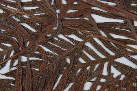 東方狗脊蕨藏品圖，第3張