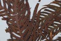 東方狗脊蕨藏品圖，第4張