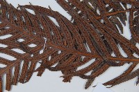 東方狗脊蕨藏品圖，第5張