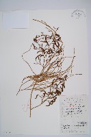 木賊葉石松藏品圖，第1張