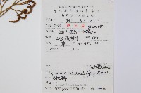 木賊葉石松藏品圖，第2張