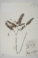 扇葉鐵線蕨藏品圖，第1張