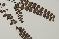 扇葉鐵線蕨藏品圖，第3張